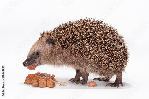 Fotografía Tier des Jahres 2024, Winterfütterung einen hungrigen kleinen Igels, Unterernähr