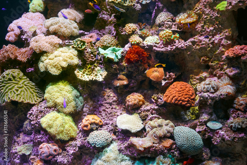 Fototapeta Naklejka Na Ścianę i Meble -  Beautiful, colorful coral reefs and sea sponges.