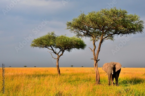 An elephant cools off under a sage tree on the savannah photo