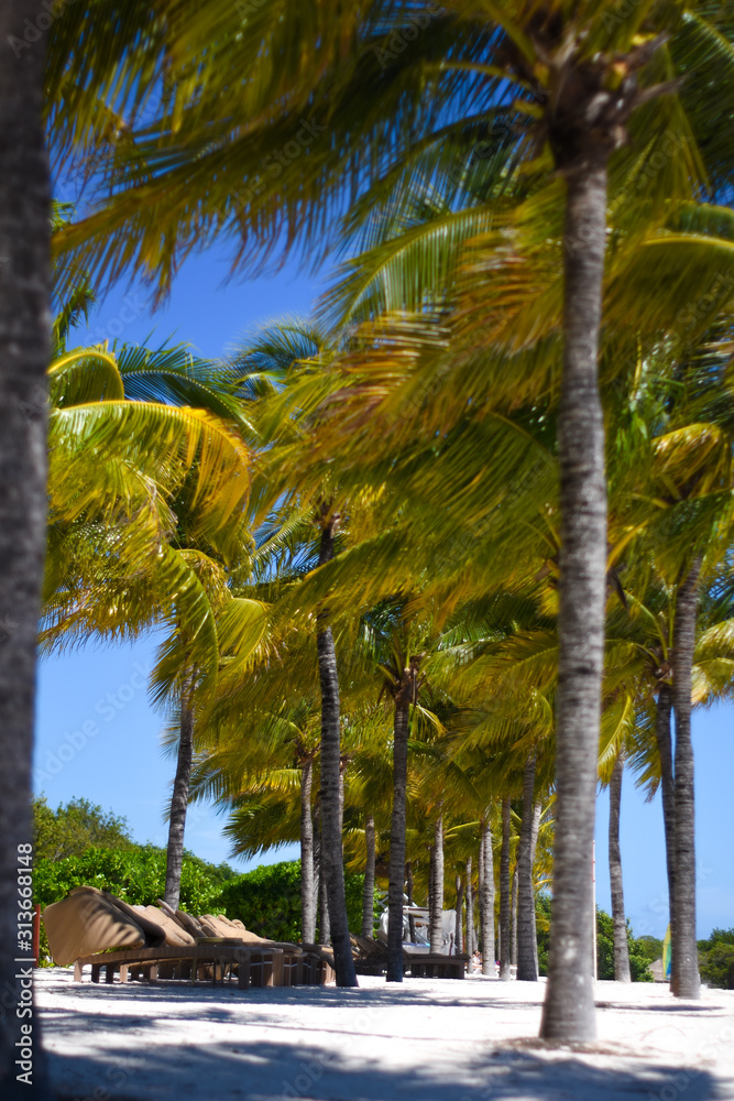 Fototapeta premium Palmeras del Caribe