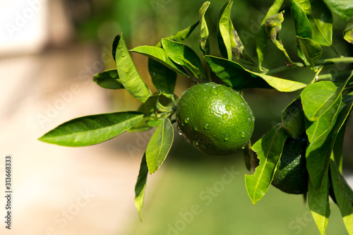 Tangerine trees with unripe fruits and green leaves photo