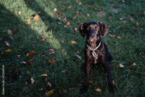 A black lab puppy sits on a lawn. photo