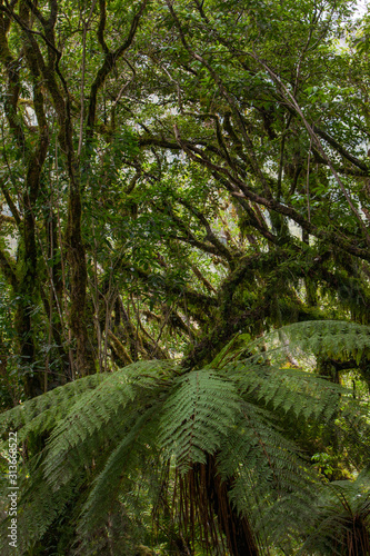 New Zealand Forest. Moss