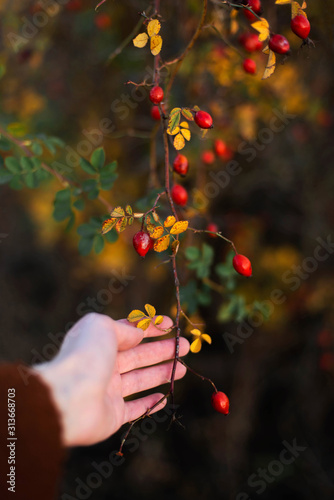 Cropped hand of woman holding red berries from branches photo