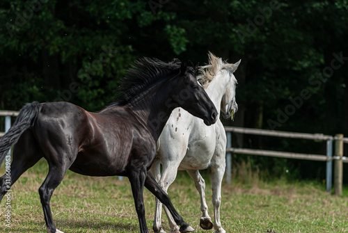 Pferde auf der Koppel und Wiese © mloewdesign3