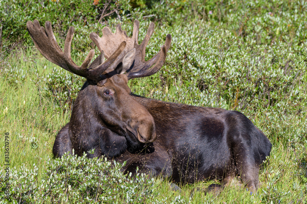 Shiras Moose in the Rocky Mountains of Colorado Shiras Moose in the Rocky Mountains of Colorado