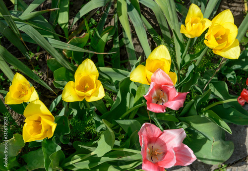 Row of bright yellow tulip flowers on garden flower bed. © vaz1