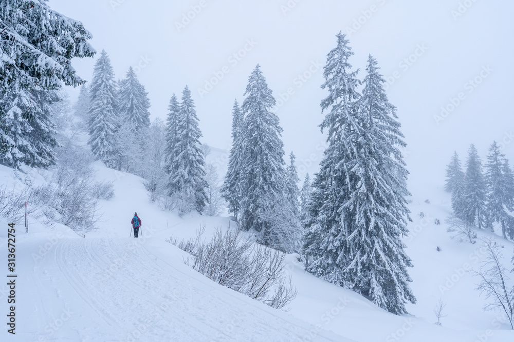 nice senior woman snowshoeing on the Nagelfluh chain in light snowfall, Hochgrat, Steibis,Bavarian alps, Germany