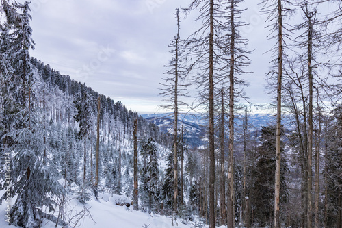 Fototapeta Naklejka Na Ścianę i Meble -  Beskid Zywiecki. Winter in Poland. Captured during trekking on the way to Rysianka, near Zabnica village. Snowy Winter Mountains.