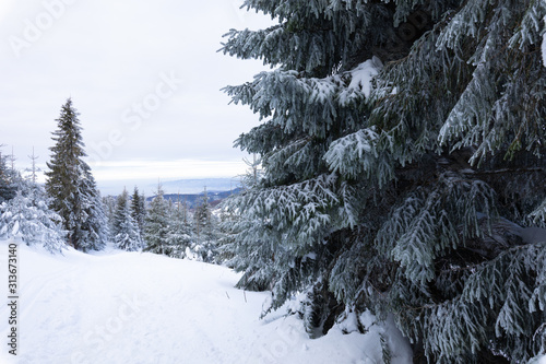 Fototapeta Naklejka Na Ścianę i Meble -  Beskid Zywiecki. Winter in Poland. Captured during trekking on the way to Rysianka, near Zabnica village. Snowy Winter Mountains.