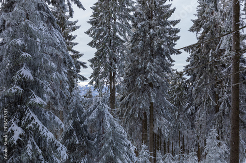 Fototapeta Naklejka Na Ścianę i Meble -  Beskid Zywiecki. Winter in Poland. Captured during trekking on the way to Rysianka, near Zabnica village. Snowy Winter Mountains.