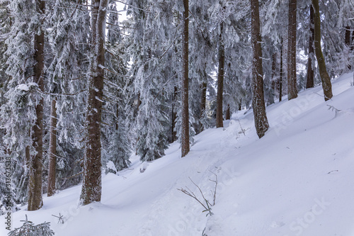 Beskid Zywiecki. Winter in Poland. Captured during trekking on the way to Rysianka, near Zabnica village. Snowy Winter Mountains.