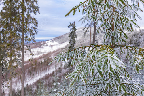 Fototapeta Naklejka Na Ścianę i Meble -  Beskid Zywiecki. Winter in Poland. Captured during trekking on the way to Rysianka, near Zabnica village. Snowy Winter Mountains.