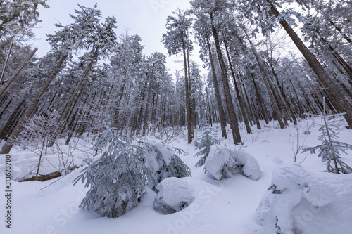 Fototapeta Naklejka Na Ścianę i Meble -  Beskid Zywiecki. Winter in Poland. Captured during trekking on the way to Rysianka, near Zabnica village. Snowy Winter Mountains.