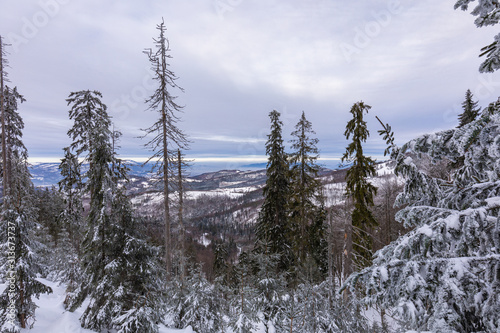 Fototapeta Naklejka Na Ścianę i Meble -  Beskid Zywiecki. Winter in Poland. Captured during trekking on the way to Rysianka, near Zabnica village. Snowy Winter Mountains.