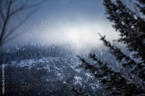 mroczny widok na las w górach pokryty mgłą