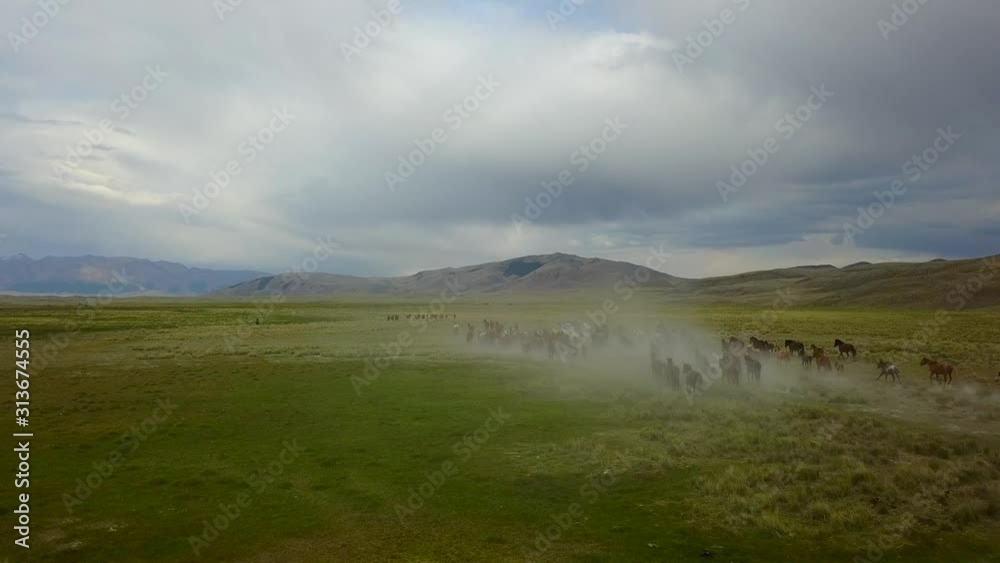 camera flies over the steppe and a rushing herd of horses camera flies over the steppe and a rushing herd of horses