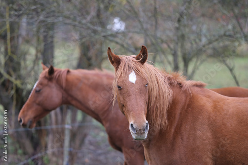  Purebred horse posing for cameras on rural animal farm