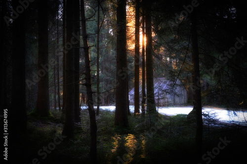 mystic forest landscape in winter near Sulzberg, Vorarlberg, Austria