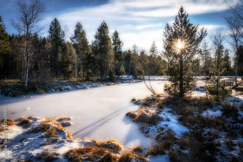 Obraz premium mystic forest landscape in winter near Sulzberg, Vorarlberg, Austria