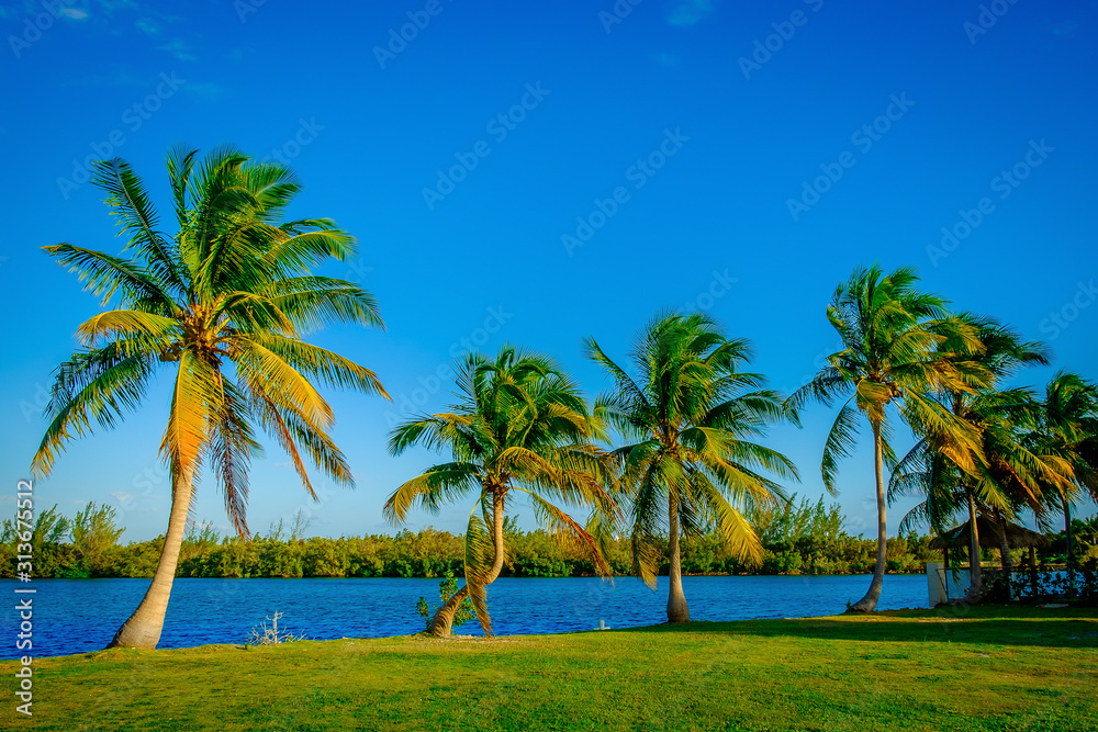 Row of palm trees on a lawn by the Caribbean Sea, Grand Cayman, Cayman Islands Row of palm trees on a lawn by the Caribbean Sea, Grand Cayman, Cayman Islands