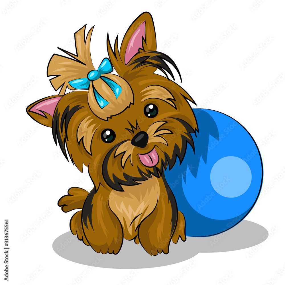 dog yorkshire terrier with blue ball isolated at the white background dog yorkshire terrier with blue ball isolated at the white background
