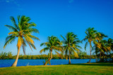 Row of palm trees on a lawn by the Caribbean Sea, Grand Cayman, Cayman Islands