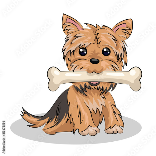 dog yorkshire terrier with bone isolated at the white background