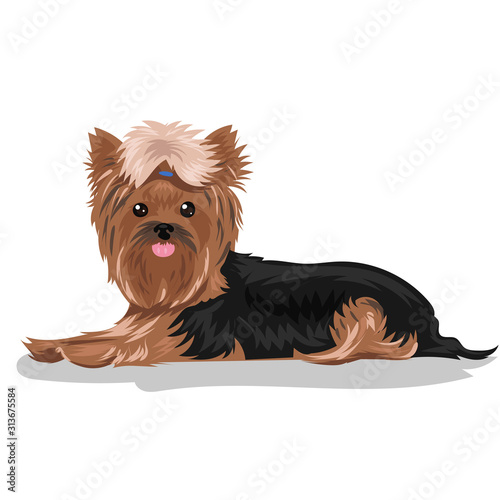 dog yorkshire terrier isolated at the white background