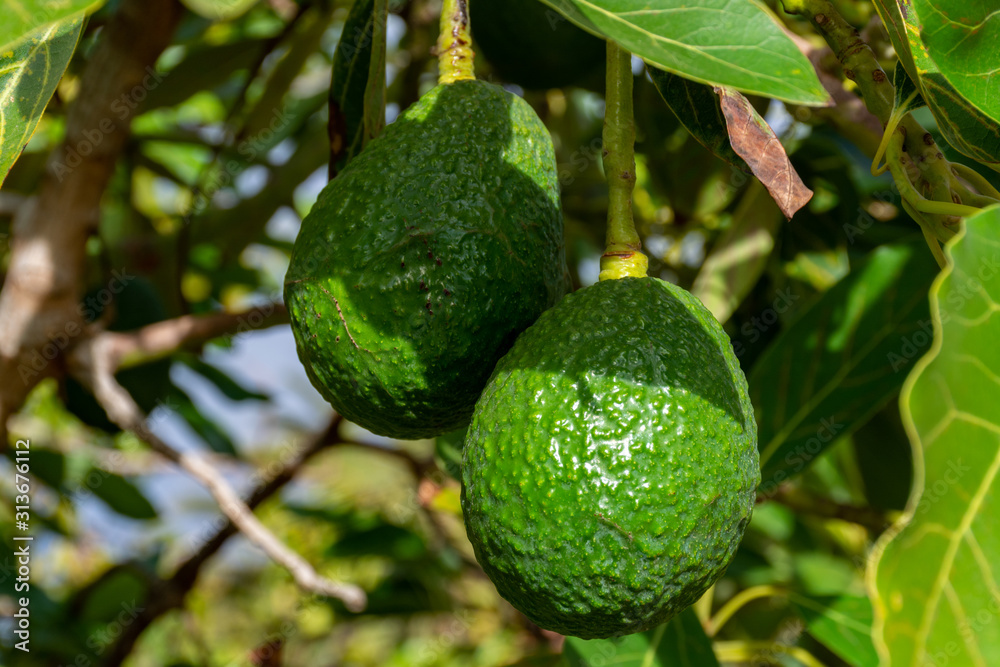 New harvest on avocado trees plantations on La Palma island, Canary islands, Spain New harvest on avocado trees plantations on La Palma island, Canary islands, Spain