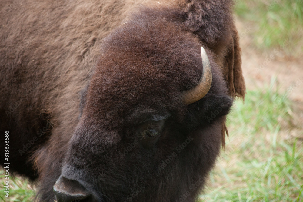 Fototapeta premium Buffalo in a field of grass
