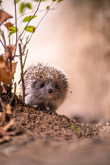 Wandcirkels Herfst Schattige egel tussen herfstbladeren  © halilselman