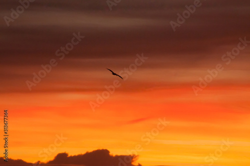 Birds flying in the sunrise sky