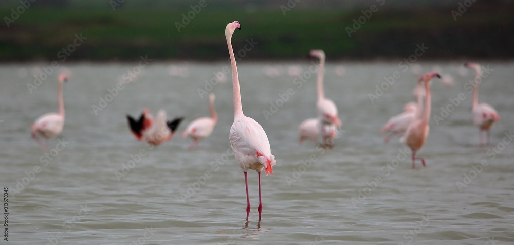 Flamingos in lake close up