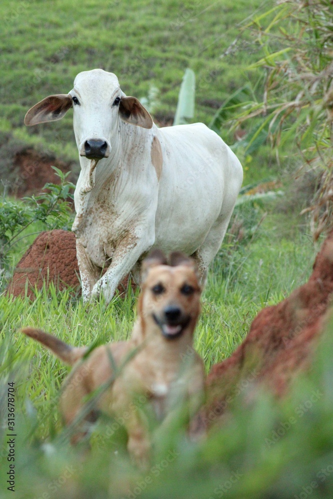 Fototapeta premium Corre humano, o boi está vindo - Cachorro - Boi