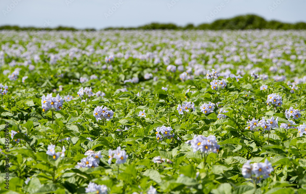 Potatoes plants with purple flowers in a field in brittany
