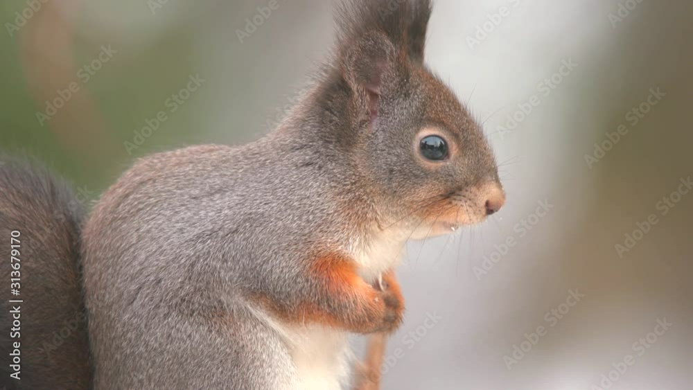 red squirrel animal on ground watching alerted side view red squirrel animal on ground watching alerted side view