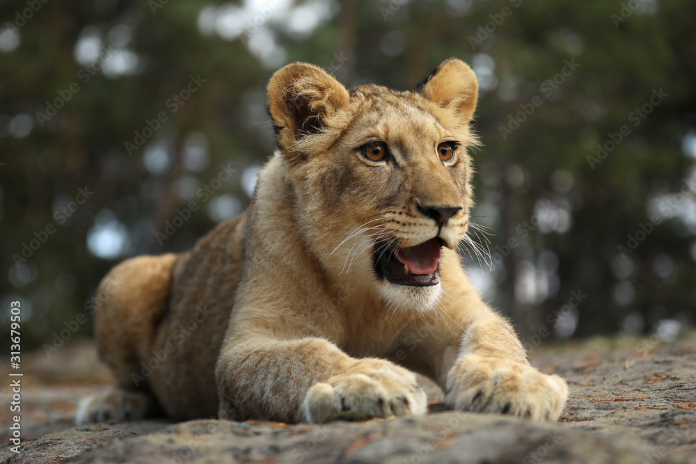 Young lioness cube lying down on the rock. Panthera leo. Lion kitten relaxing Young lioness cube lying down on the rock. Panthera leo. Lion kitten relaxing