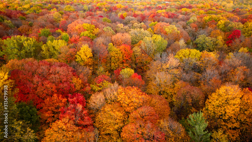 Aerial view of a forest with the colorful autumn leaves