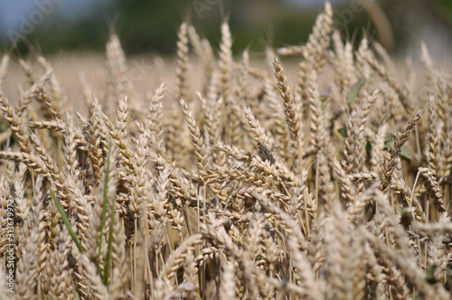 Champs de blé doré avant la moisson. Golden wheat fields before harvest.
