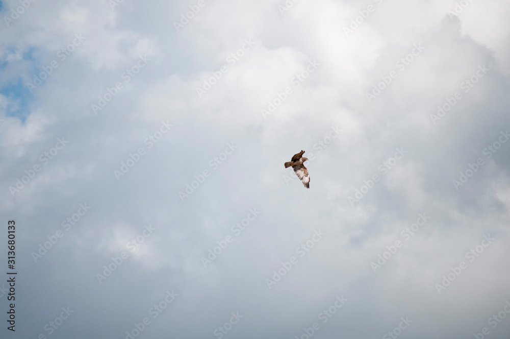 France. Rapace, faucon, volant  dans un ciel nuageux. Raptor, hawk, flying in a cloudy sky.