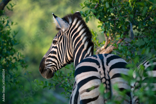 A zebra does not change its spots.