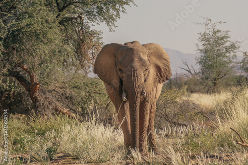 elephant walking in Namibia Africa front view