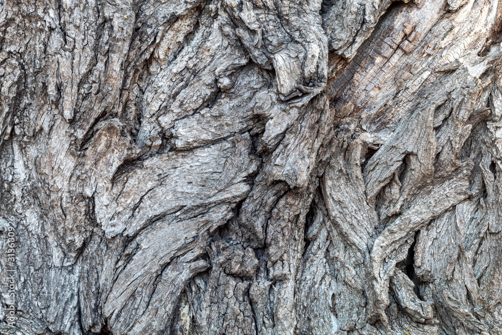 Close Up Tree Bark Texture Close Up Tree Bark Texture