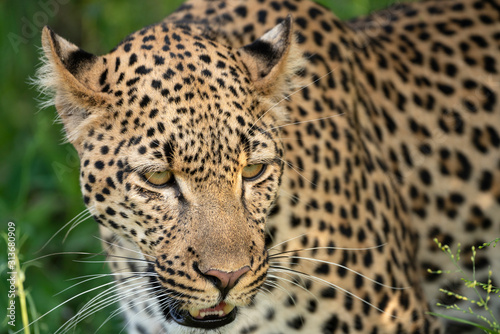 The only way a no-legged leopard could hurt you is if it fell out of a tree onto your head.