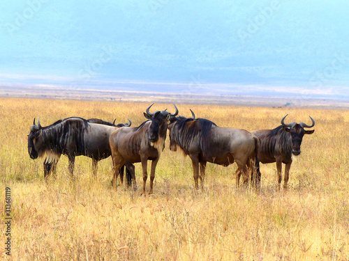 Fototapeta Naklejka Na Ścianę i Meble -  Wildebeests (Gnu) Landscape inside the Ngorongoro Conservation Area National Park Tanzania Africa