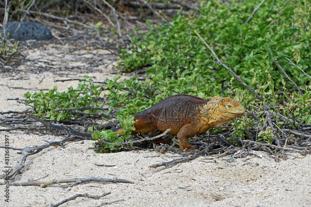 Iguana on the beach in the Galapagos Islands in Ecuador