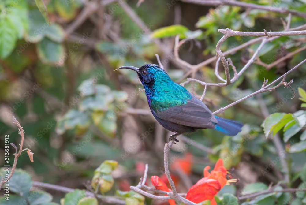 The Palestine sunbird (Cinnyris osea), male at  Beer Sheva's park, Israel