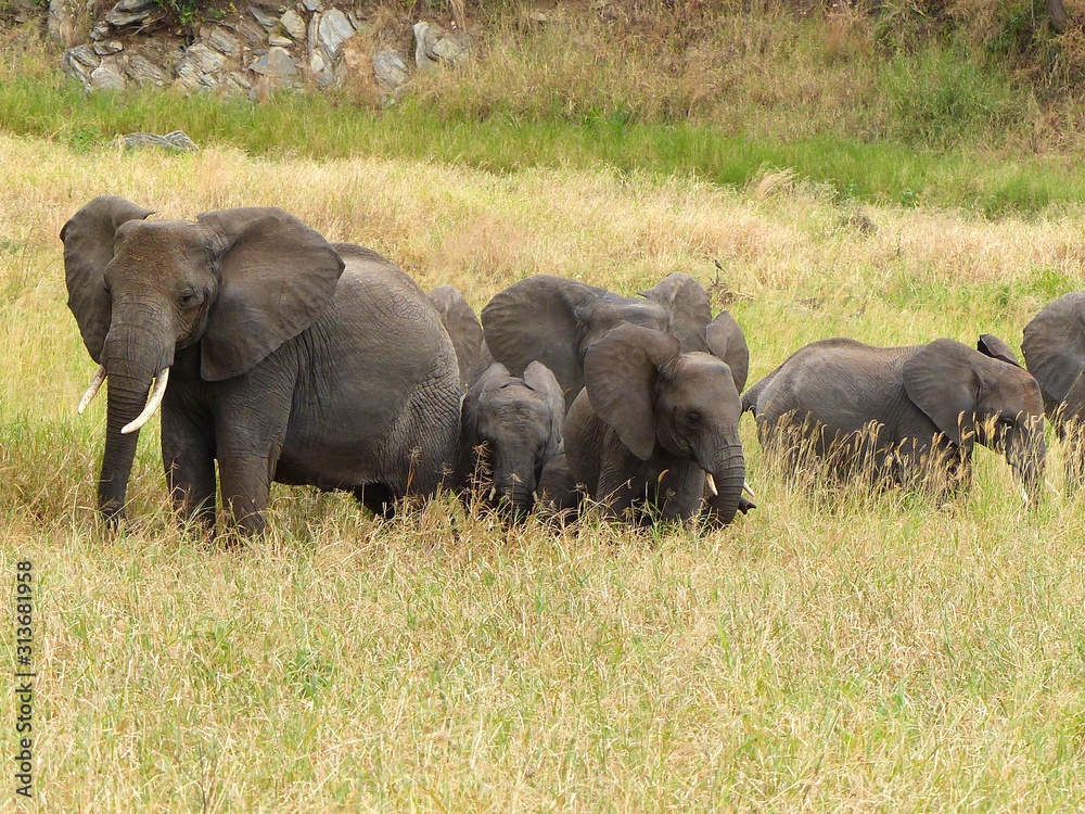 Fototapeta premium African bull elephant Landscape inside the Ngorongoro Conservation Area National Park Tanzania Africa