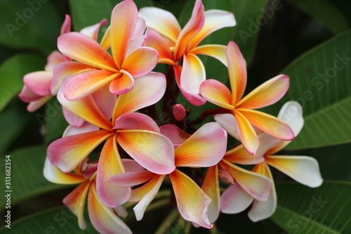 Photography Close up of Plumeria Flowers in Sydney, Australia